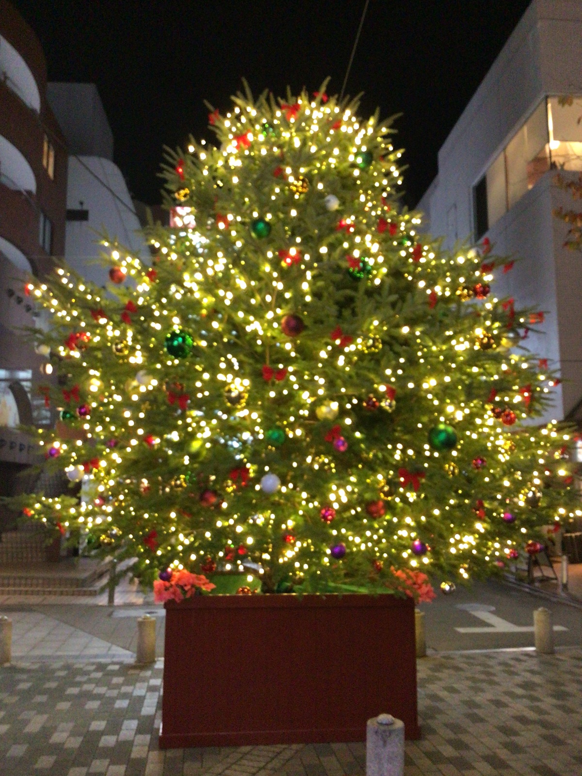 夜はすでにライトアップされているツリー