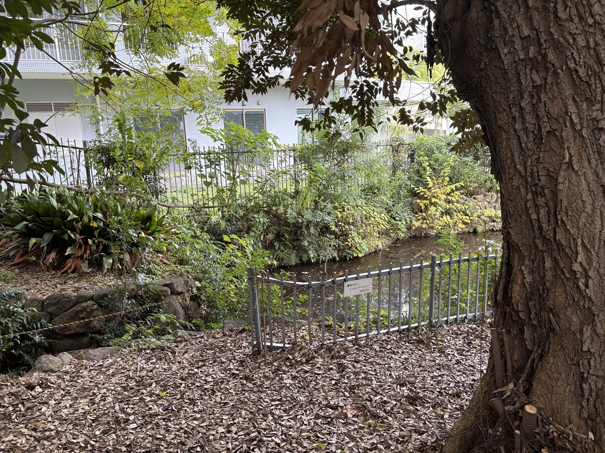 中目黒南緑地公園の湧水池