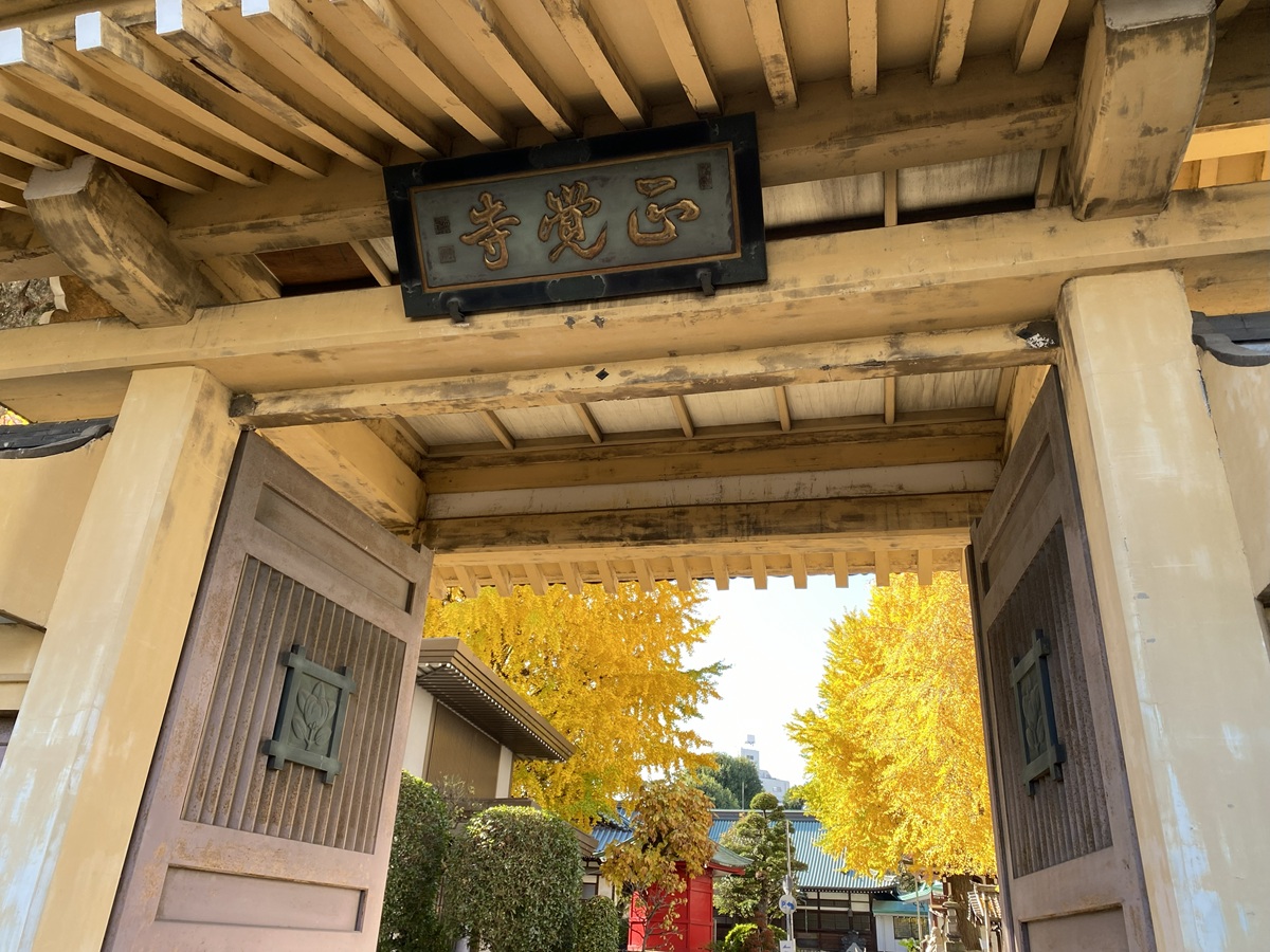 正覚寺のいちょう