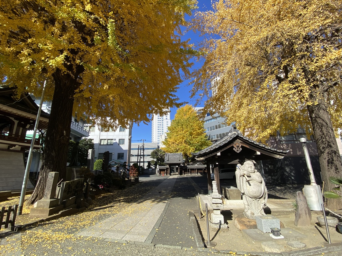 大きないちょうの木がたくさん