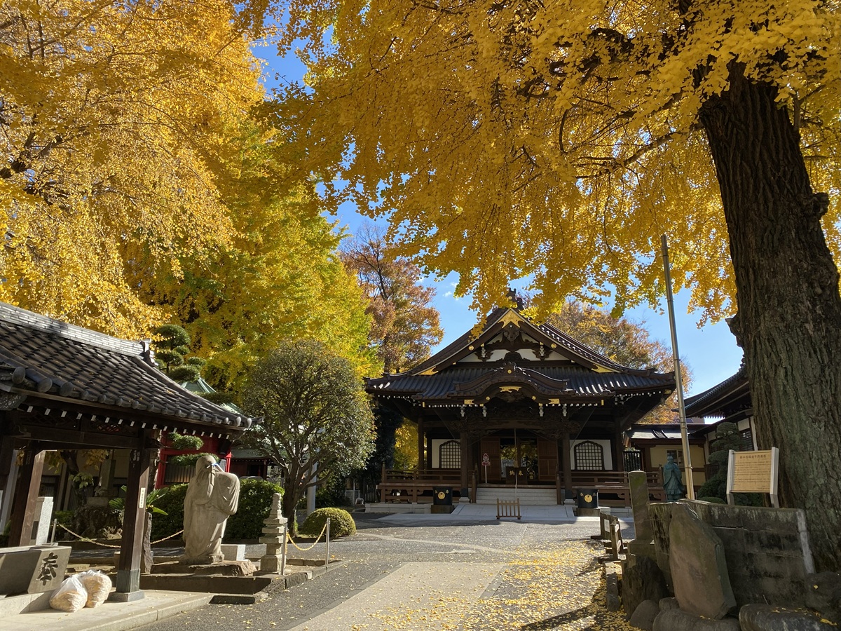 橋本牧場畜牛供養塔のそばにもいちょう