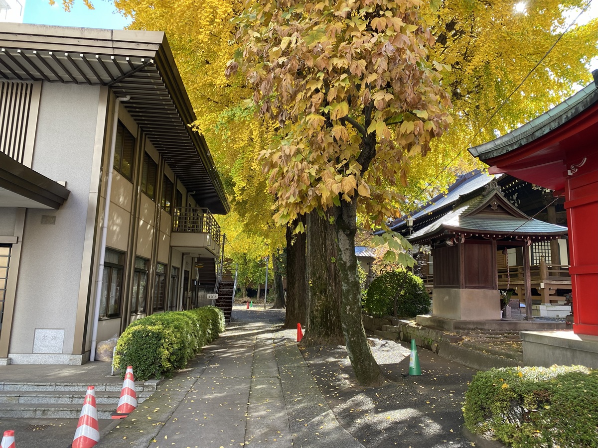 実相会館と鬼子母神堂の間の並木