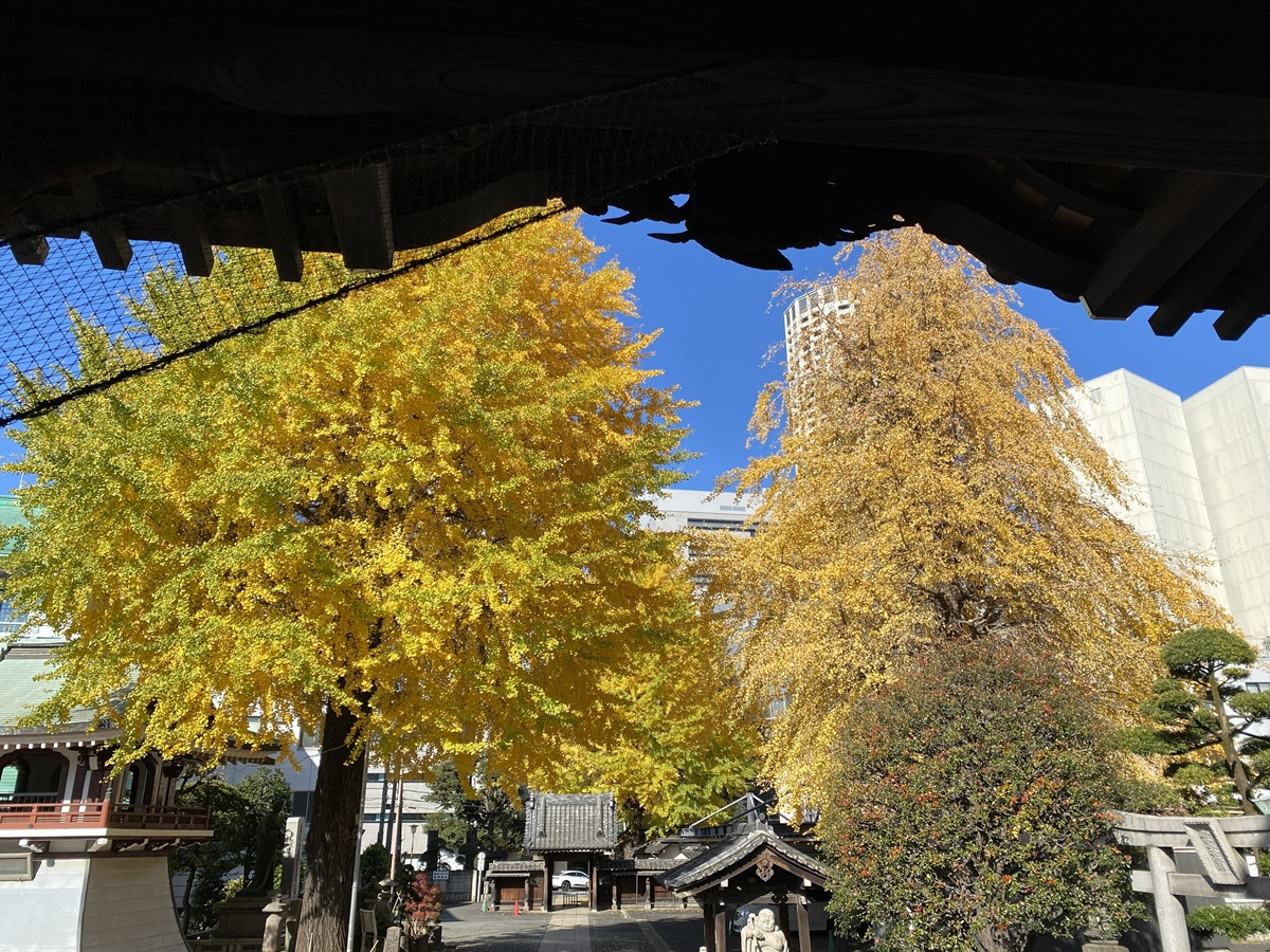 慰霊塔のそばにも黄金色に輝くいちょうの木