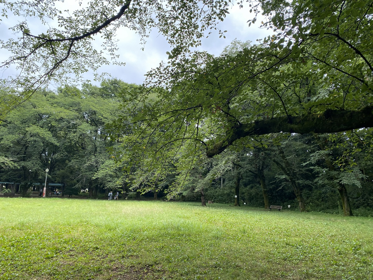 駒が公園はお花見の穴場