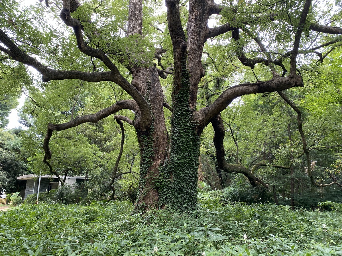 豊かな森が広がる散策路