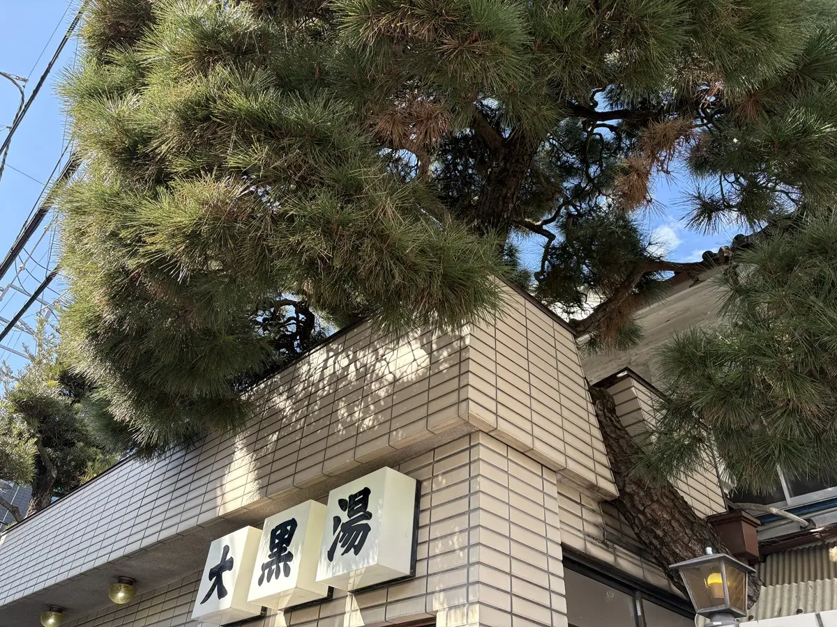 大黒湯のシンボル　松の木