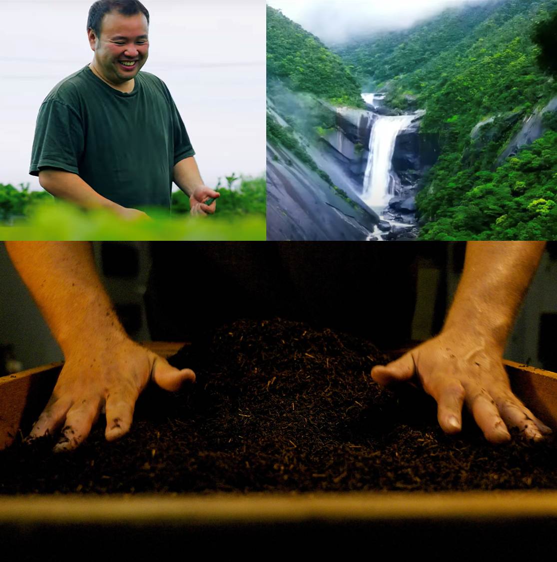 藤原園の和紅茶