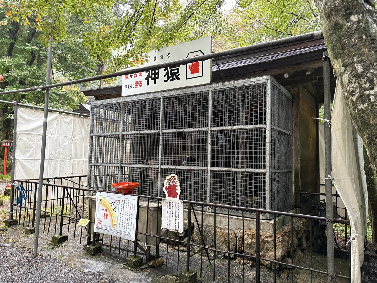 日吉大社(滋賀)の神猿