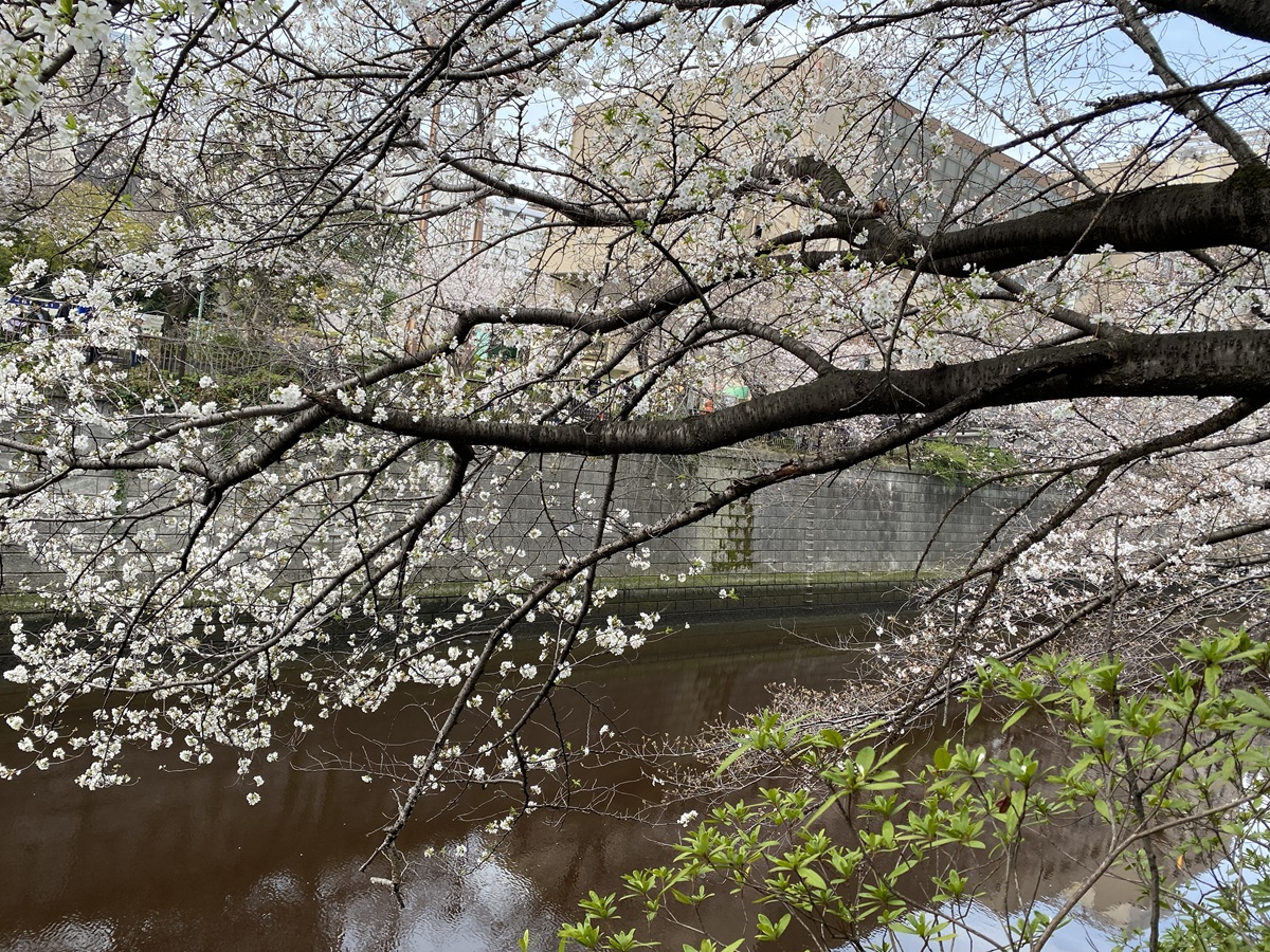 目黒川の桜(目黒区民センター近く)