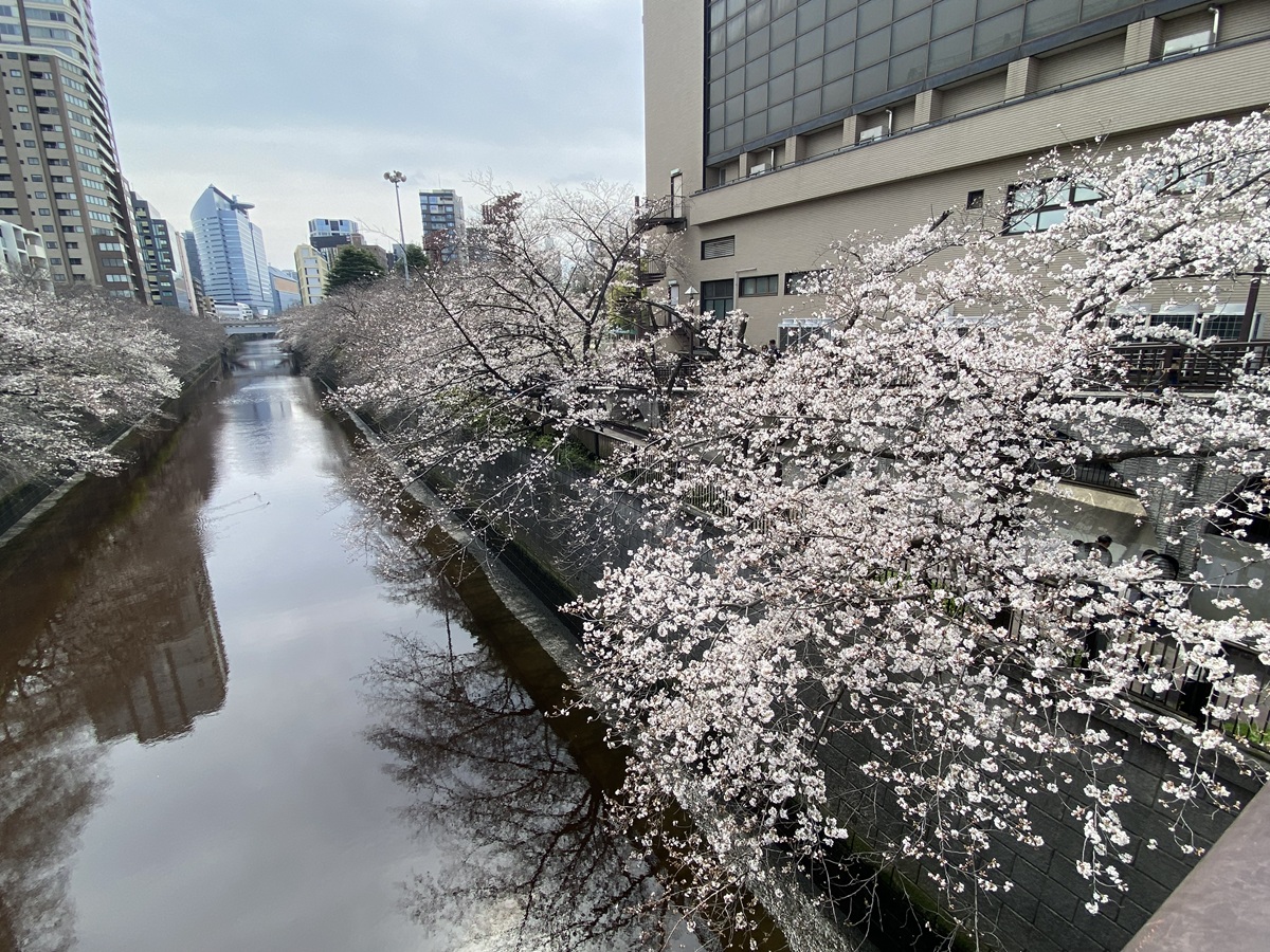 3月末には満開の桜が楽しめる目黒川