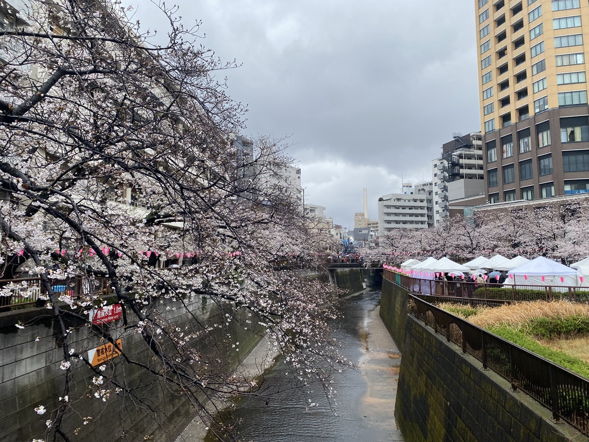 目黒川の桜2025