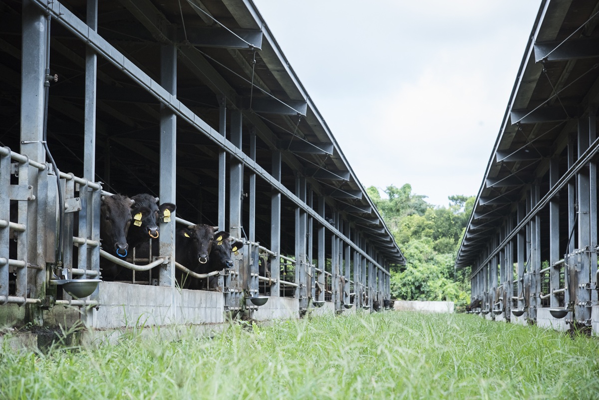 もとぶ牛の特徴