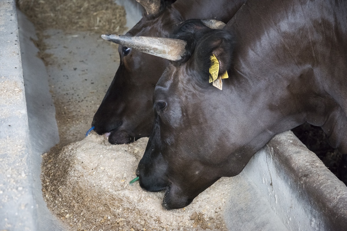 ストレスフリーでのびのび育つもとぶ牛