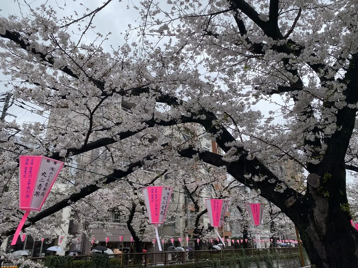 中目黒の桜2025