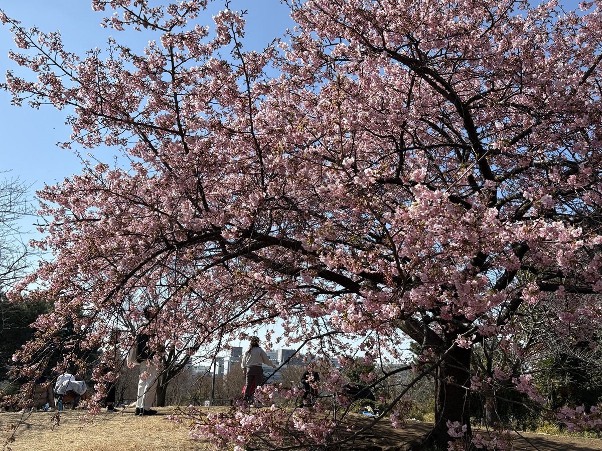 西郷山公園の河津桜