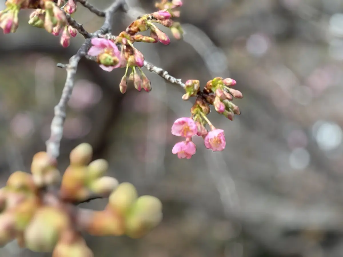 河津桜がほころび始め