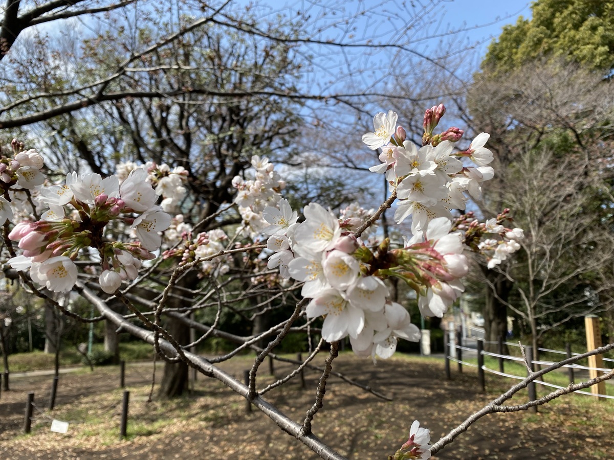 西郷山公園のソメイヨシノ
