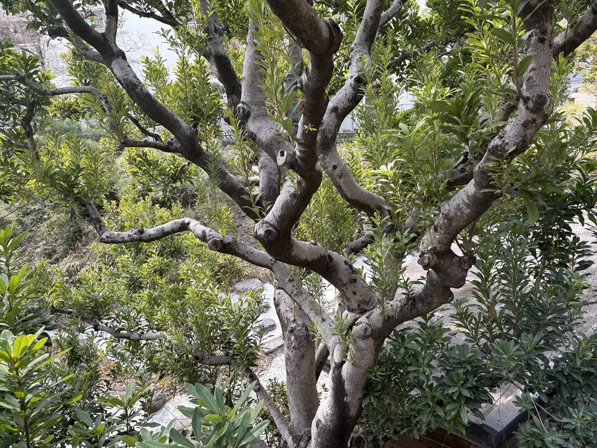 緑豊かな西郷山公園