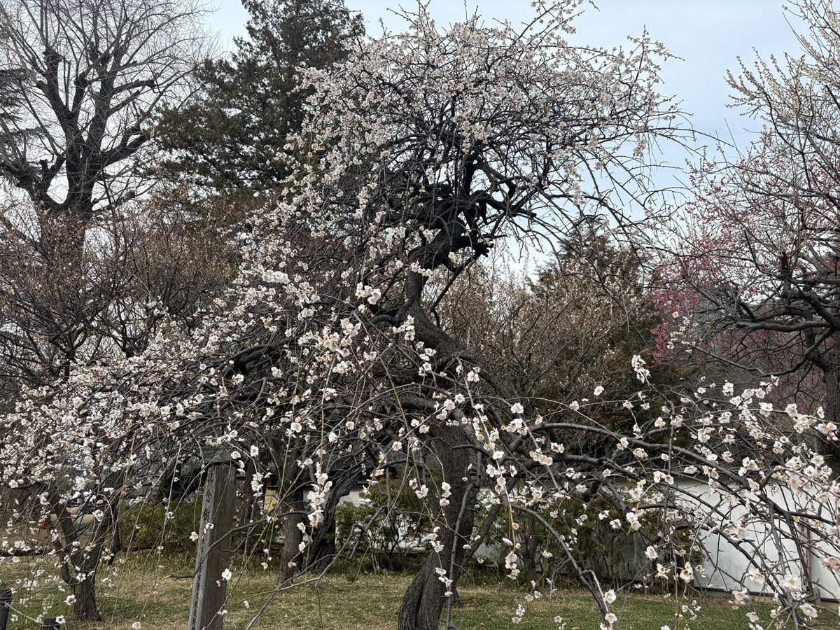 和館入口手前に梅の木