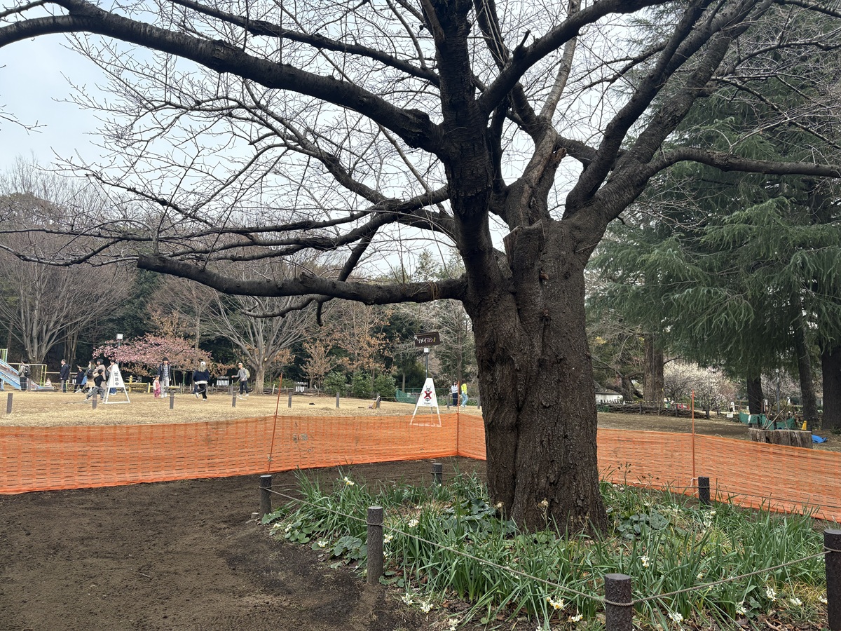 菅刈公園にもいろんな桜が植えられている