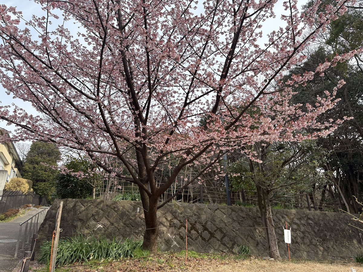 菅刈公園の寒桜