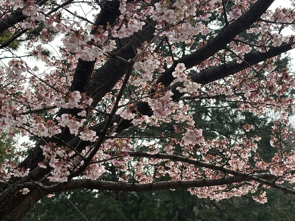 寒桜は満開