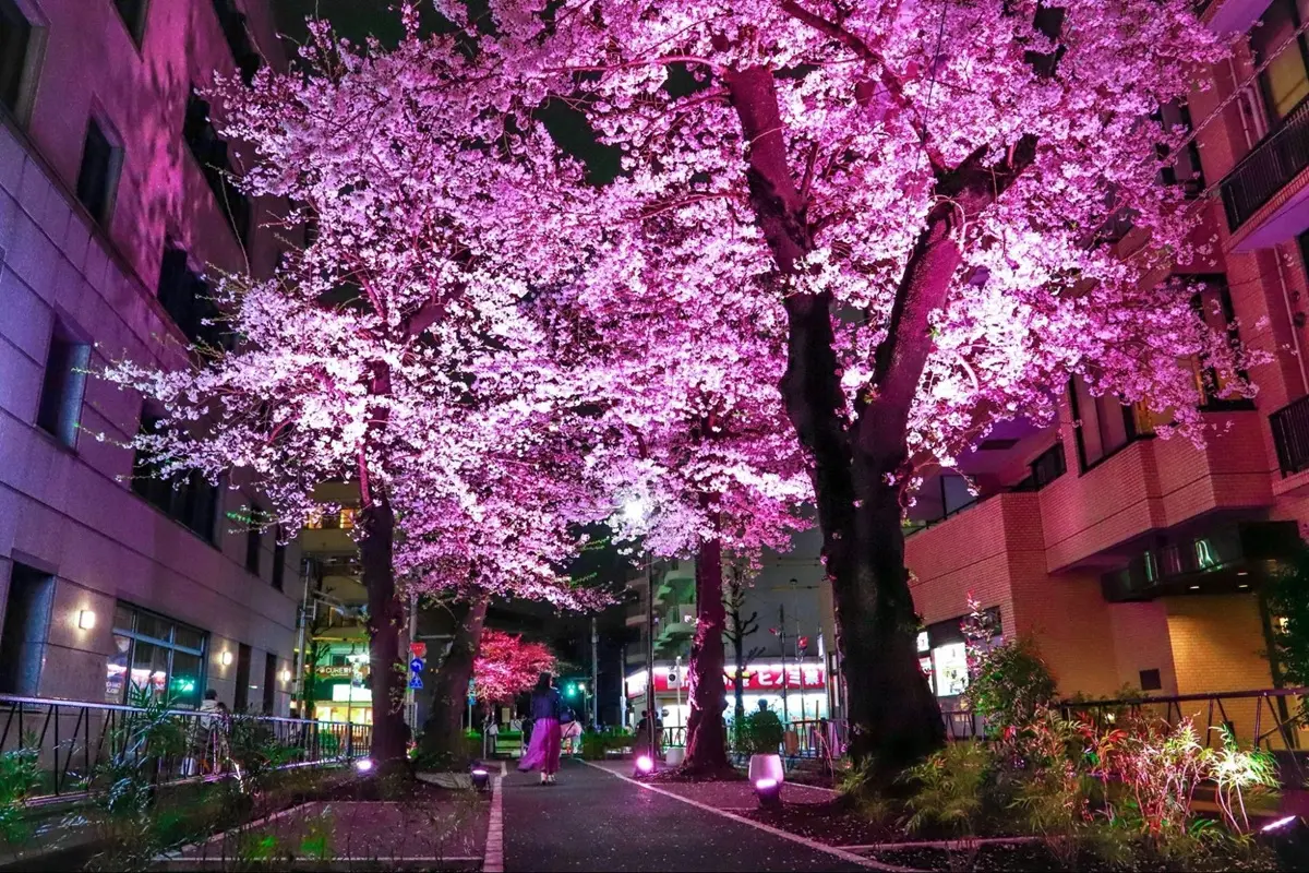 都立大学駅前で桜のライトアップ