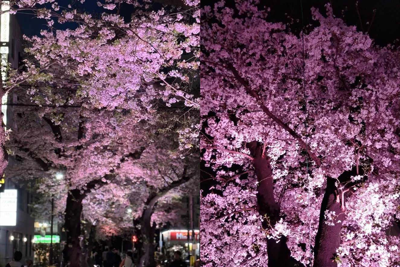 2026年のテーマは「桜と、人の時間」