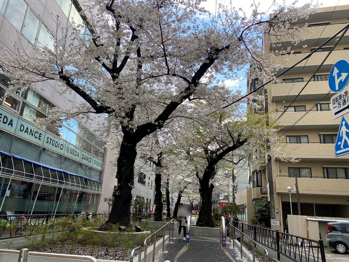 都立大学駅前の緑道の桜