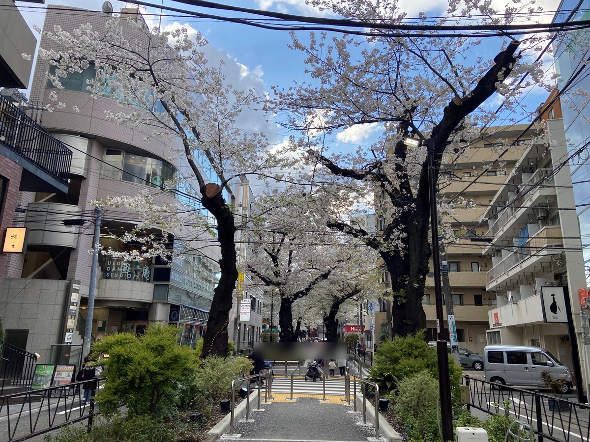都立大学駅近くの桜