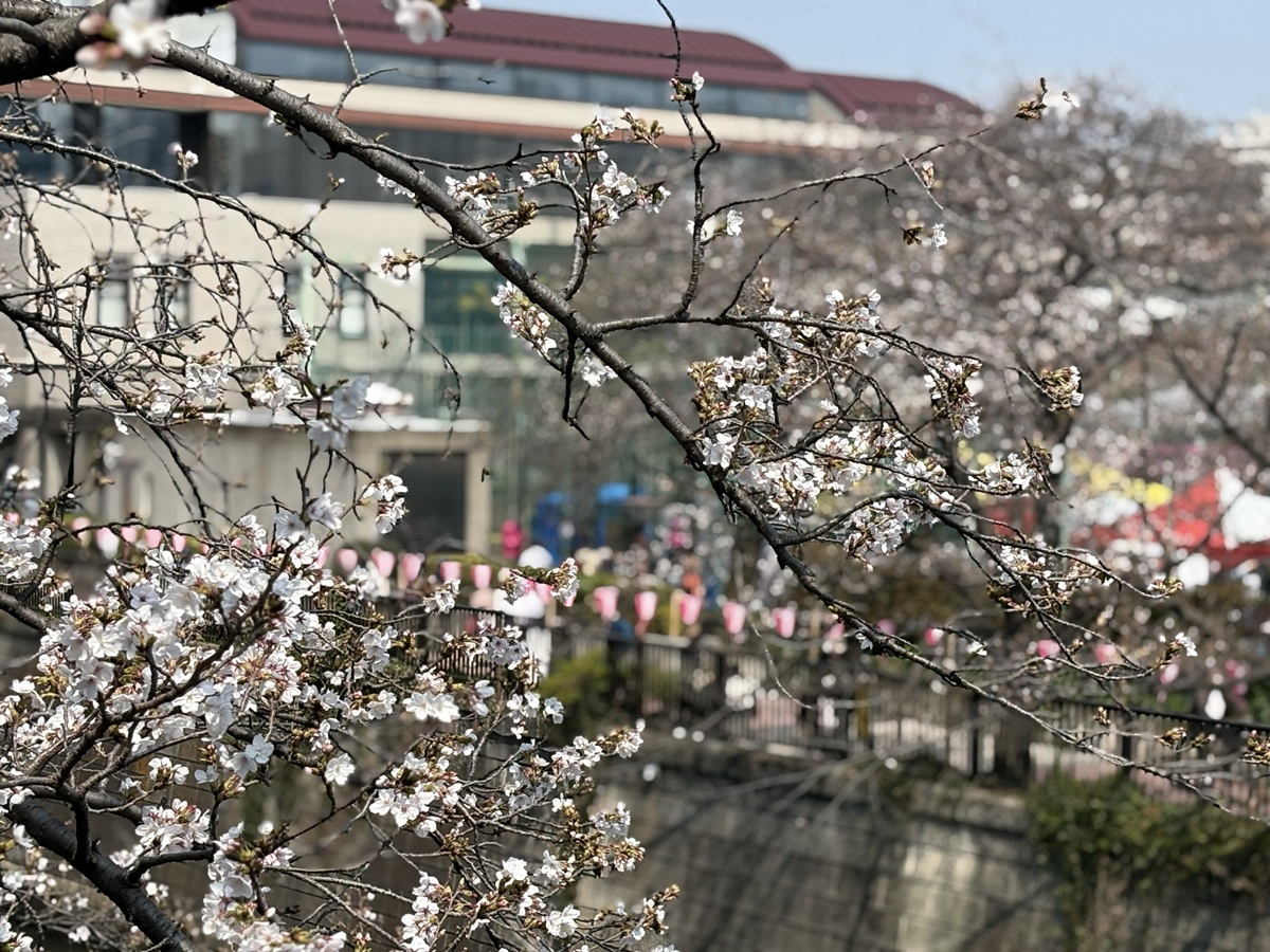 また来年の桜も楽しみに
