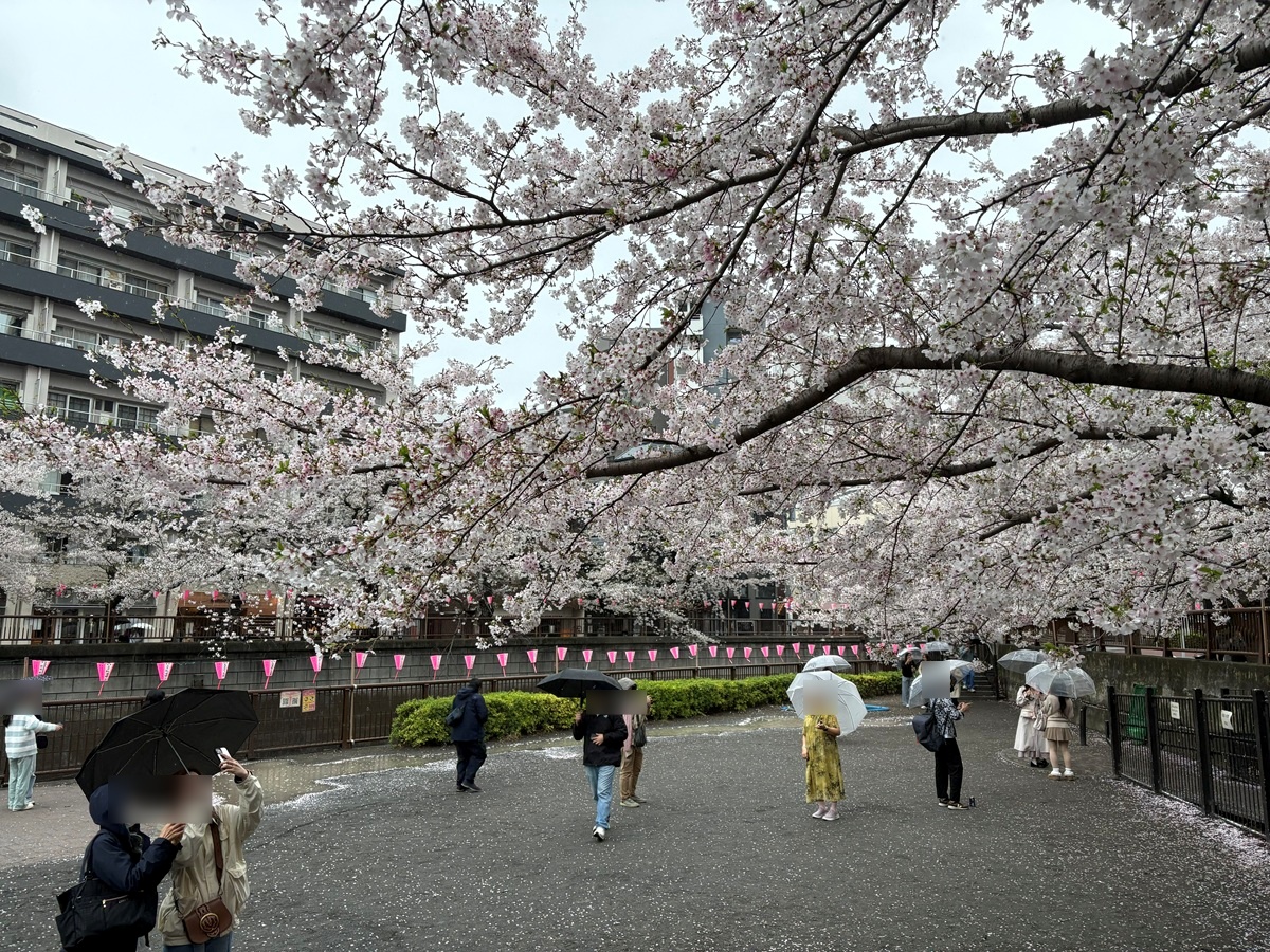 合流点遊び場は中目黒桜まつりの会場に