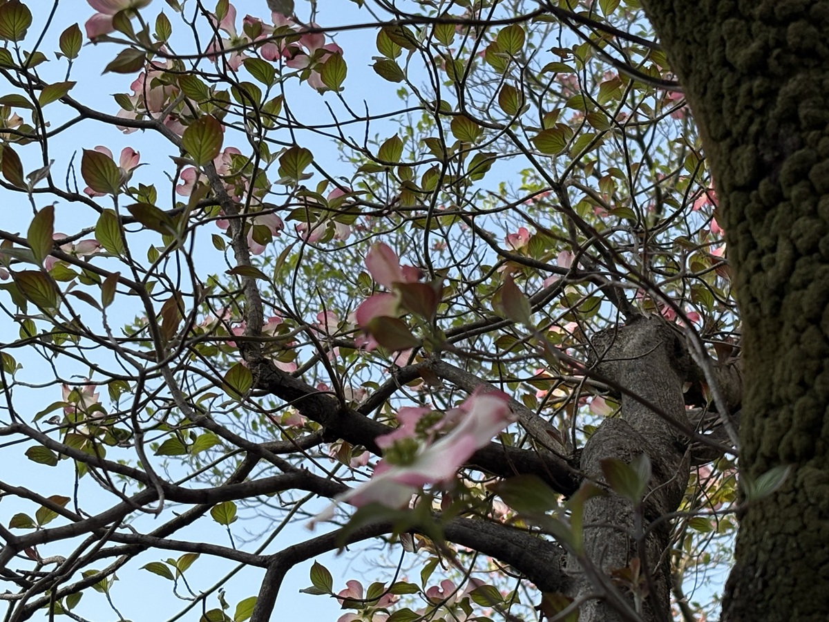ハナミズキの街路樹が満開