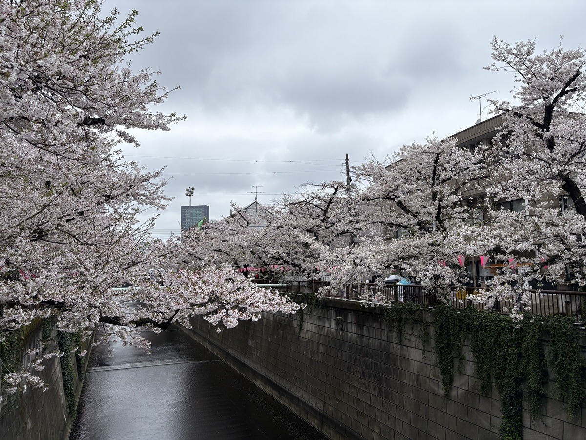 川と桜のコラボレーションが人気