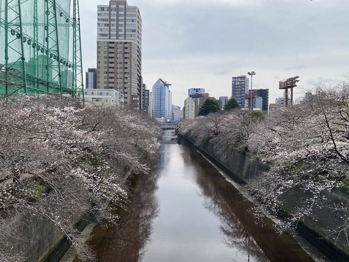 昨年の桜の様子