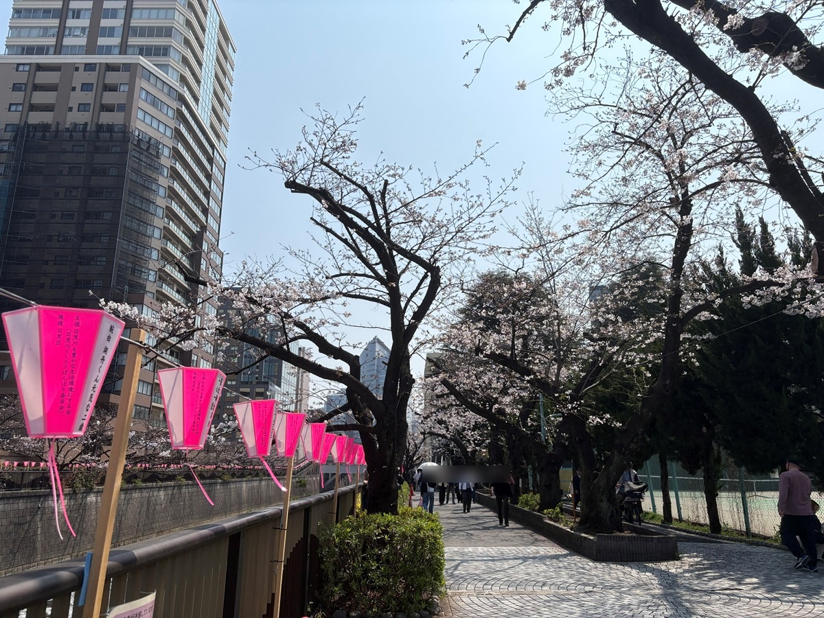 目黒区民センター前の桜並木