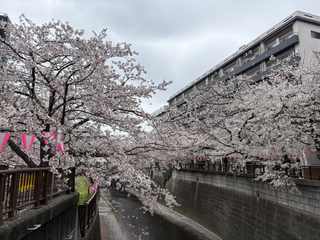 目黒川の桜2026　中目黒　宝来橋付近