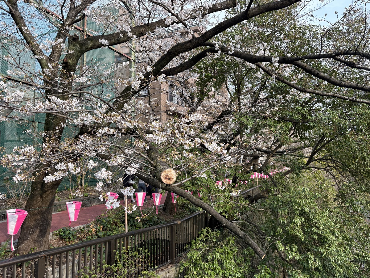 目黒川の桜は3~4部咲きといったところ