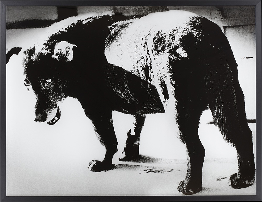 《三沢の犬》1971年、ゼラチン・シルバー・プリント、東京都写真美術館蔵　©Daido Moriyama Photo Foundation