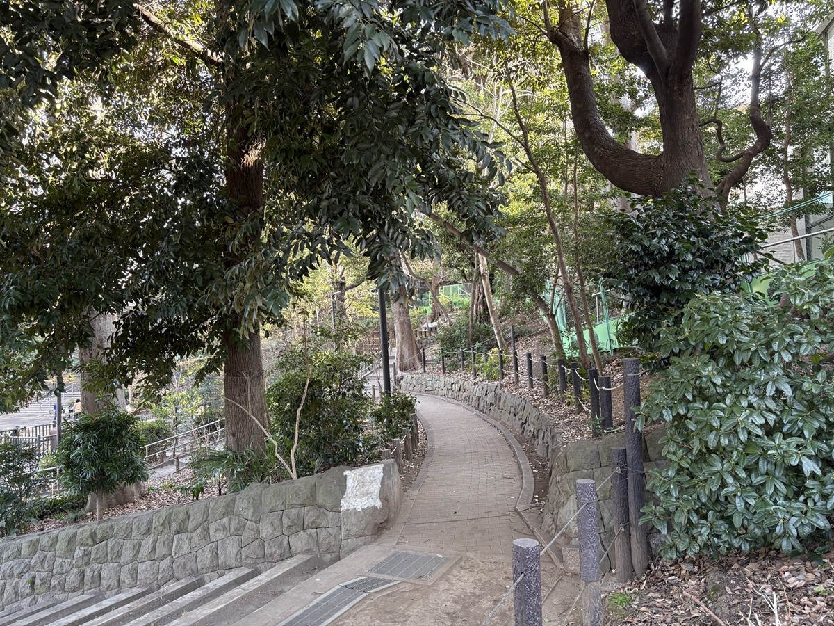 巨木がたくさん残る公園