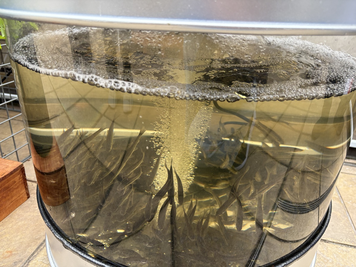 びわ湖固有種　ホンモロコ